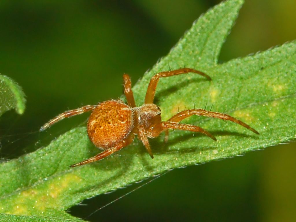 Agalenatea redii
